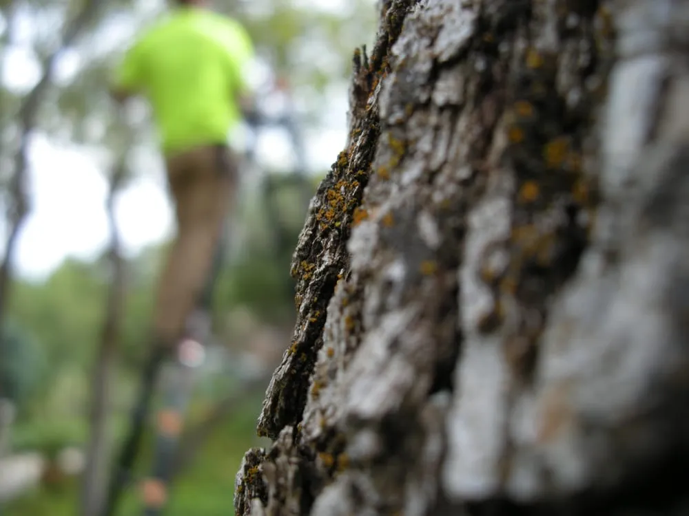 Local outdoor landscaping for homes in Layton, UT by Cutting Edge Tree Professionals