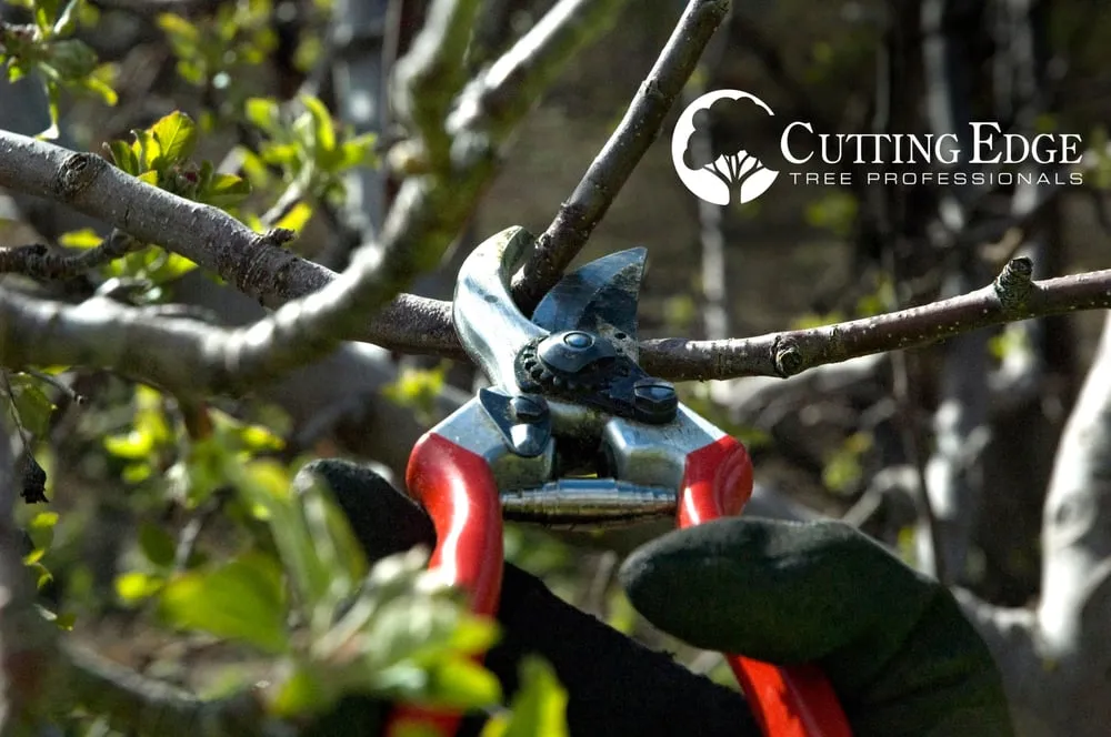 Expert landscaping services for homes across Layton, UT - Cutting Edge Tree Professionals