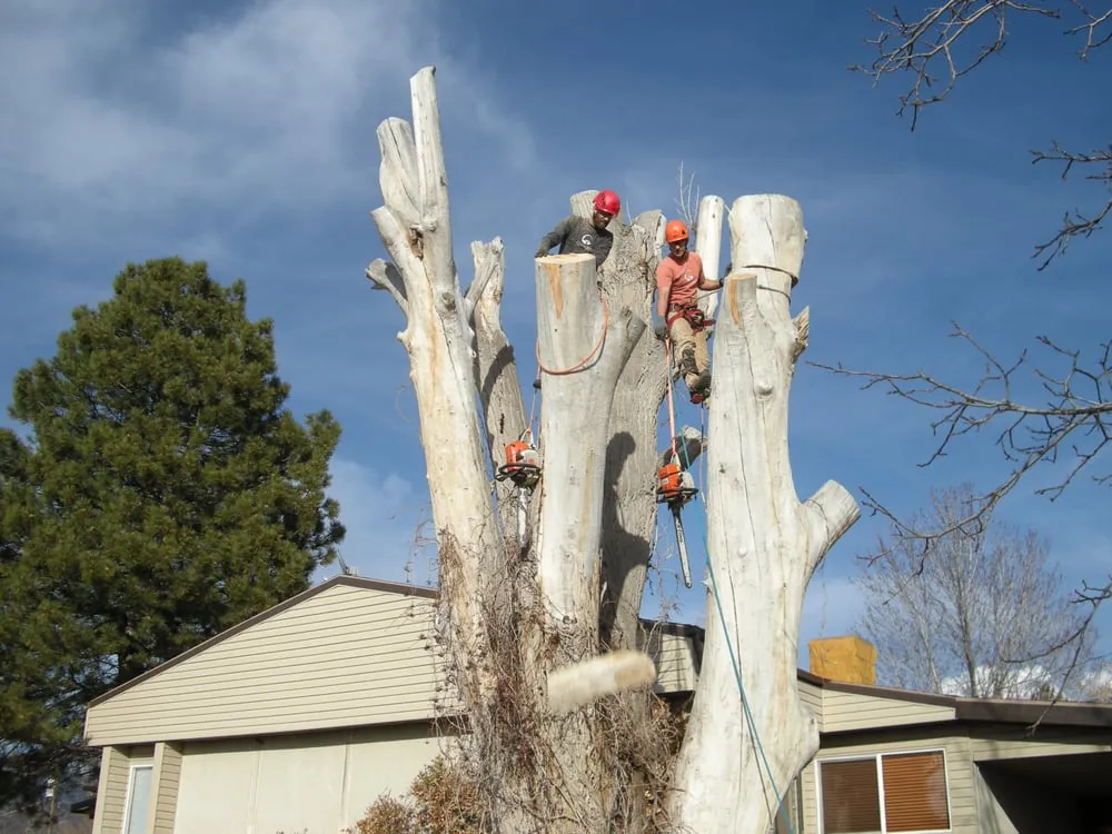 Custom lawn care service in Layton, UT by Cutting Edge Tree Professionals