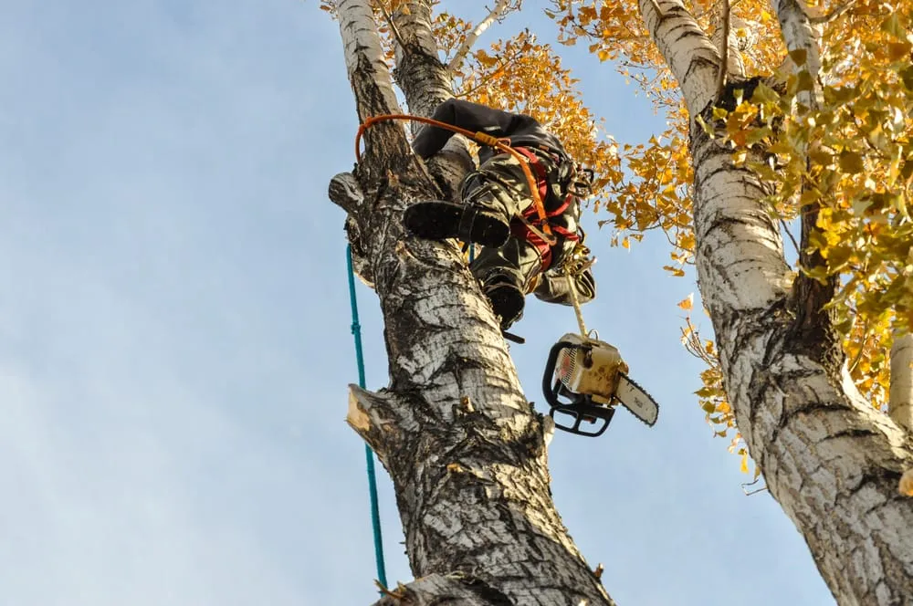 Reliable landscaping services experts serving Layton, UT - Cutting Edge Tree Professionals
