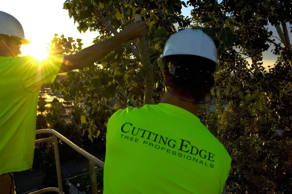 Reliable garden landscaping experts serving Layton, UT - Cutting Edge Tree Professionals