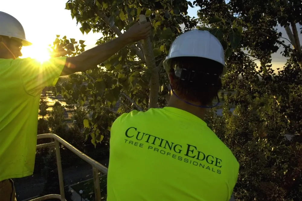 Professional lawn mowing service for residential properties in Layton, UT by Cutting Edge Tree Professionals
