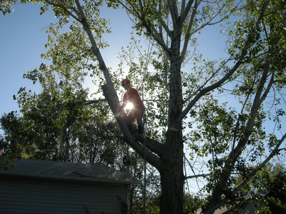 Professional landscape installation experts serving Layton, UT - Cutting Edge Tree Professionals