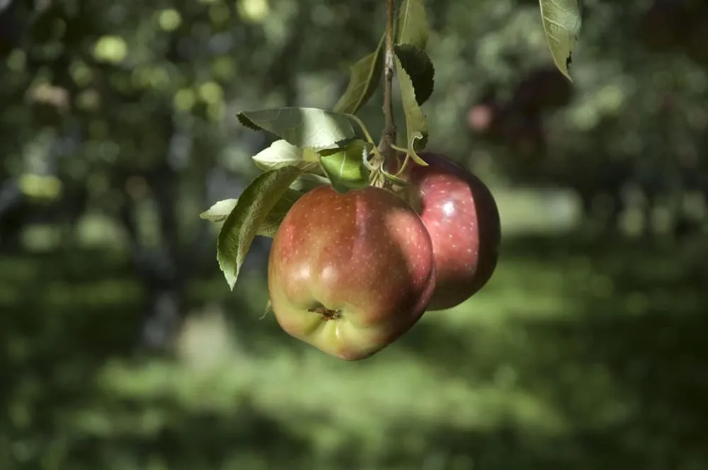 Affordable residential landscaping in Layton, UT - Cutting Edge Tree Professionals