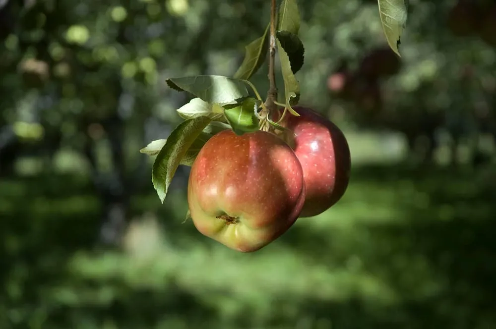 Local lawn mowing service experts serving Layton, UT - Cutting Edge Tree Professionals