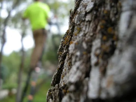 Cutting Edge Tree Professionals Logo