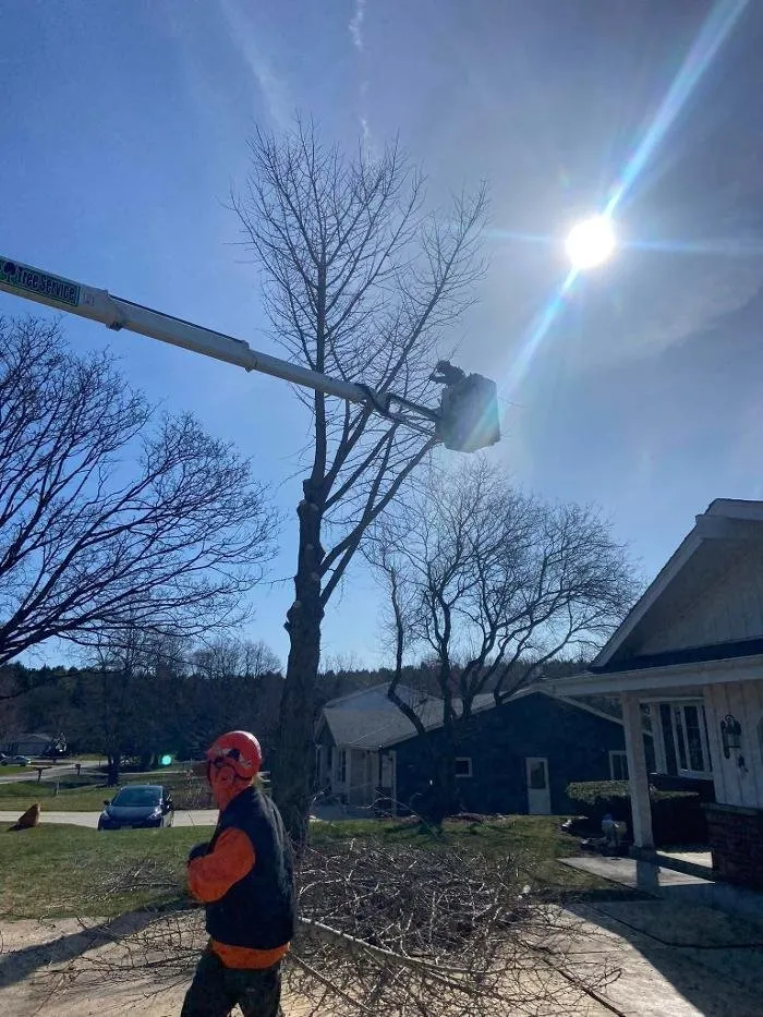 Affordable lawn care service experts serving Racine, WI - Cutting Edge Tree Service