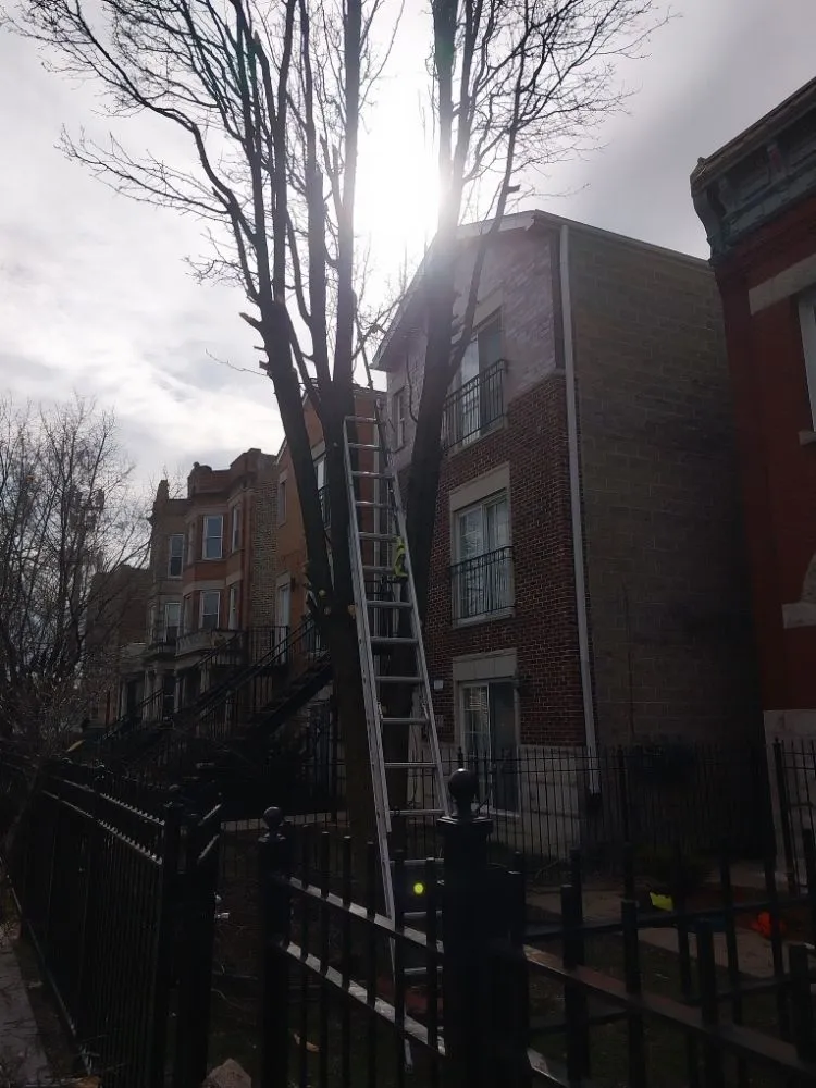 Top-rated yard cleanup service in Chicago, IL by Cutting Edgg Lawncare Services