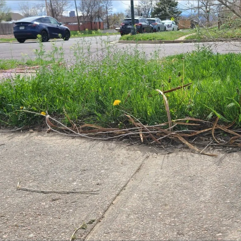 Custom yard maintenance near you across Commerce City, CO - Cutting4College