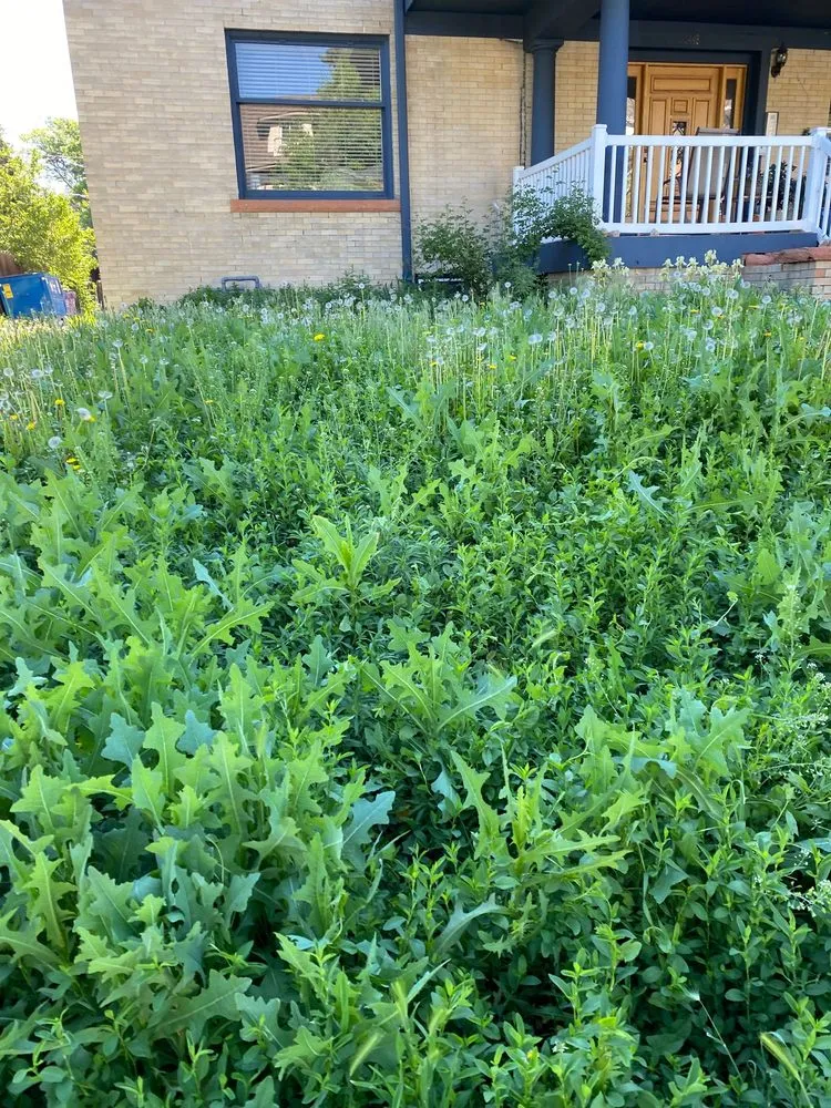 Expert yard cleanup service experts serving Commerce City, CO - Cutting4College