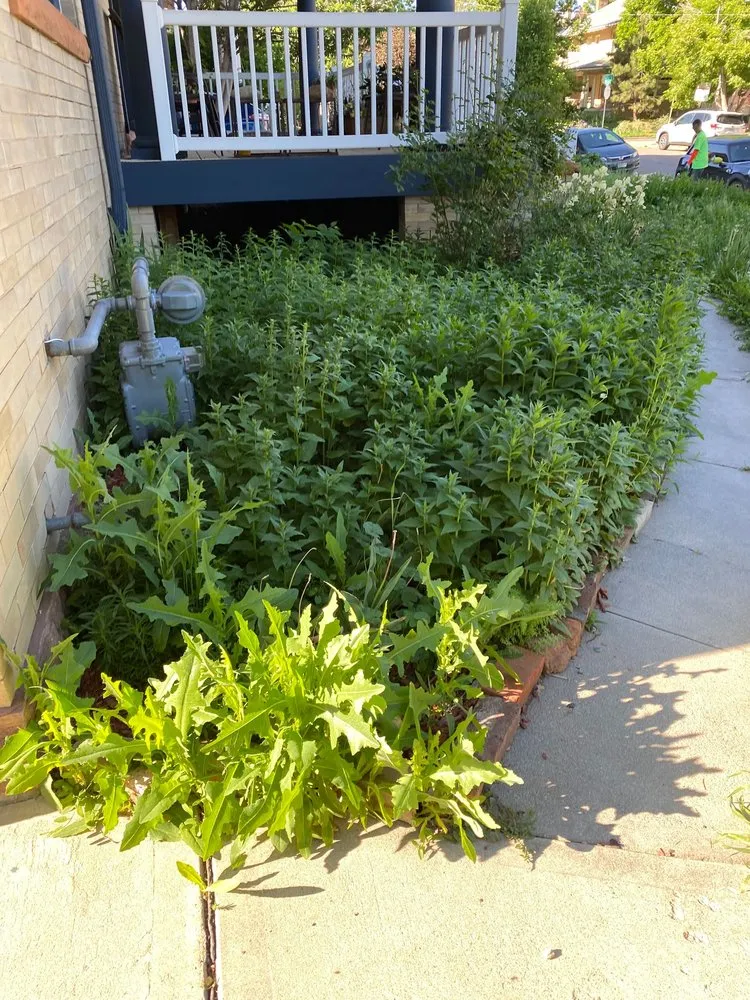 Custom residential landscaping in Commerce City, CO - Cutting4College