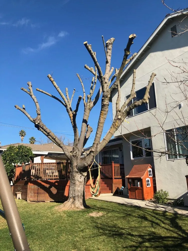 Top-rated landscaping services for homes in Sacramento, CA by CuttingEdge Landscape & Tree Inc.