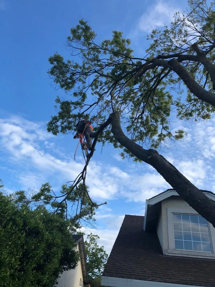 Custom landscape design in Sacramento, CA - CuttingEdge Landscape & Tree Inc.