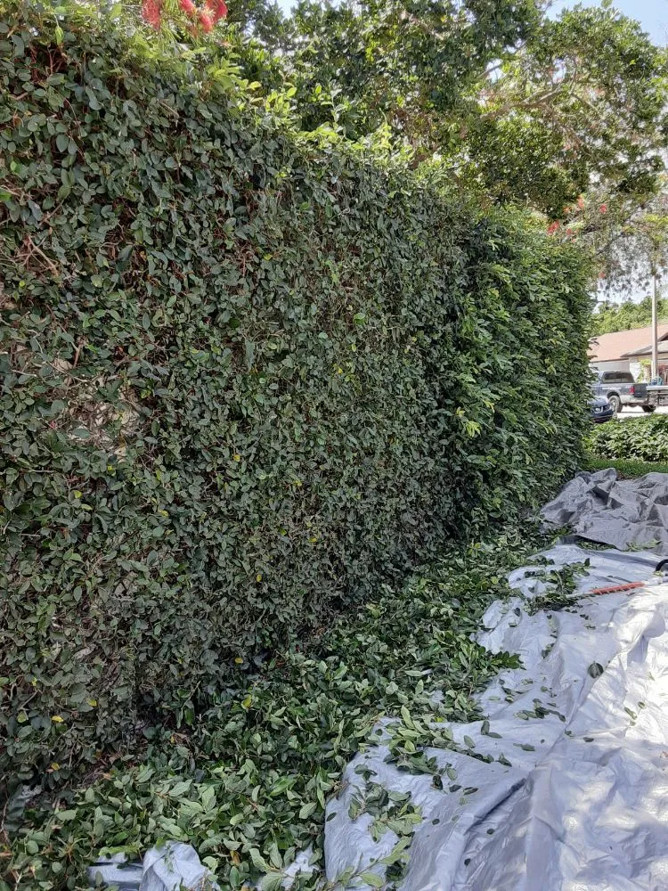 Top-rated lawn care service for beautiful yards in Twn N Cntry, FL by Cutz VIP Landscaping