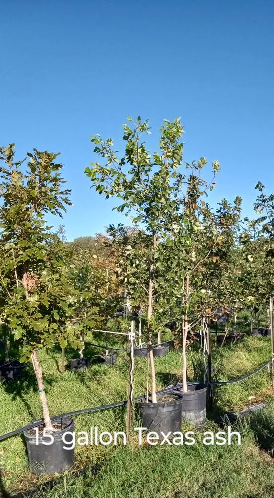 Expert landscaping services in Amarillo, TX - CV & Son's Landscaping