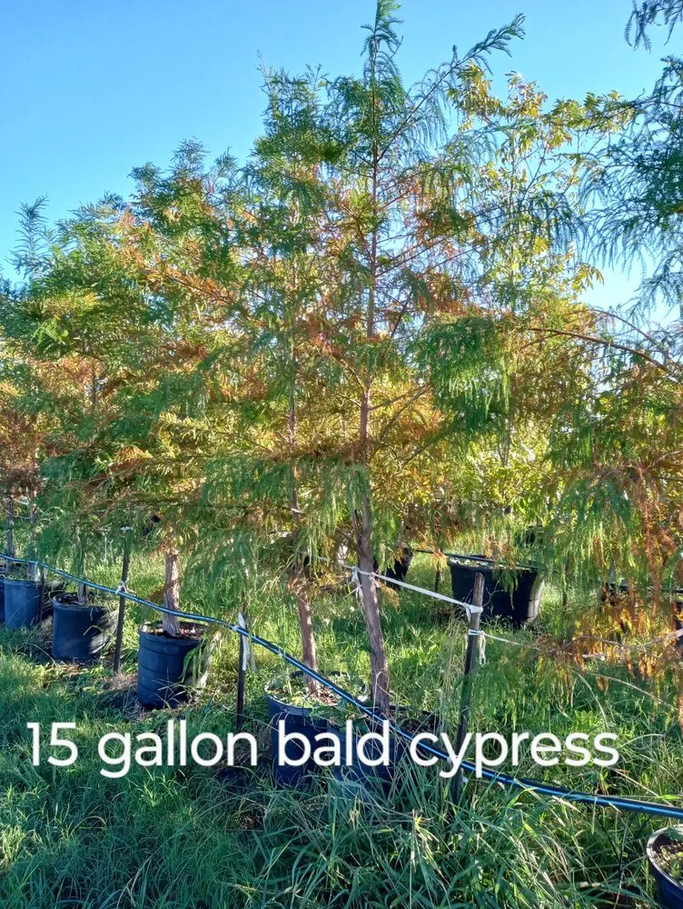 Top-rated yard maintenance experts serving Amarillo, TX - CV & Son's Landscaping