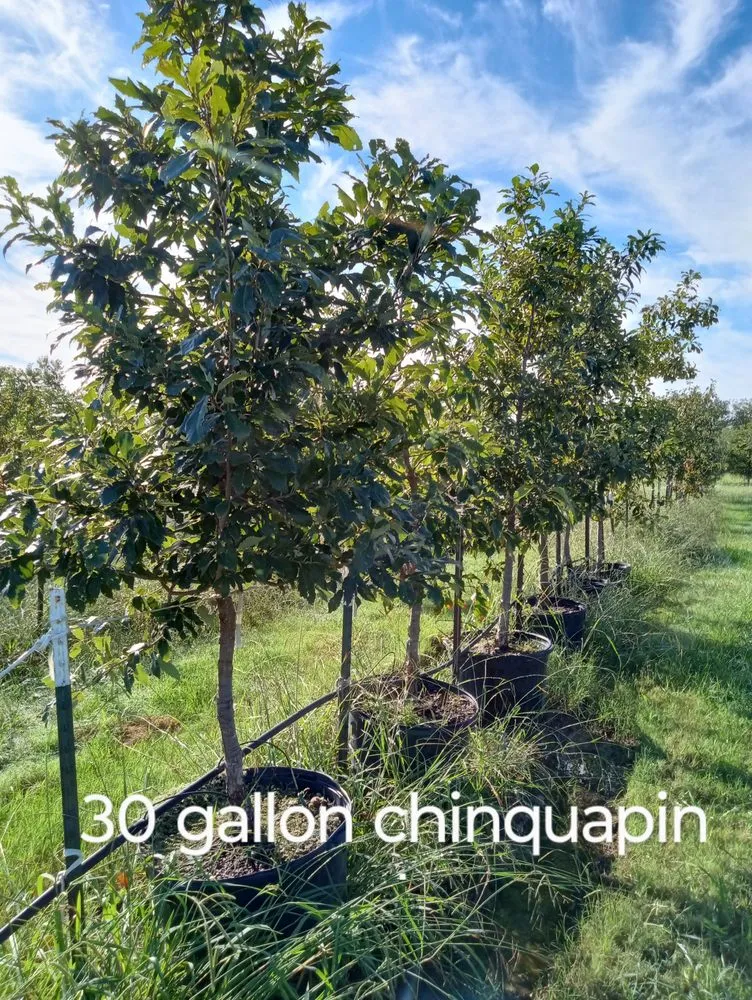 Trusted yard cleanup service experts serving Amarillo, TX - CV & Son's Landscaping