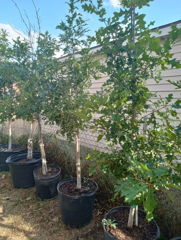 Top-rated yard maintenance for beautiful yards in Amarillo, TX by CV & Son's Landscaping