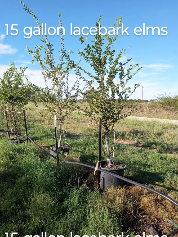 Professional lawn mowing service for outdoor upgrades in Amarillo, TX by CV & Son's Landscaping