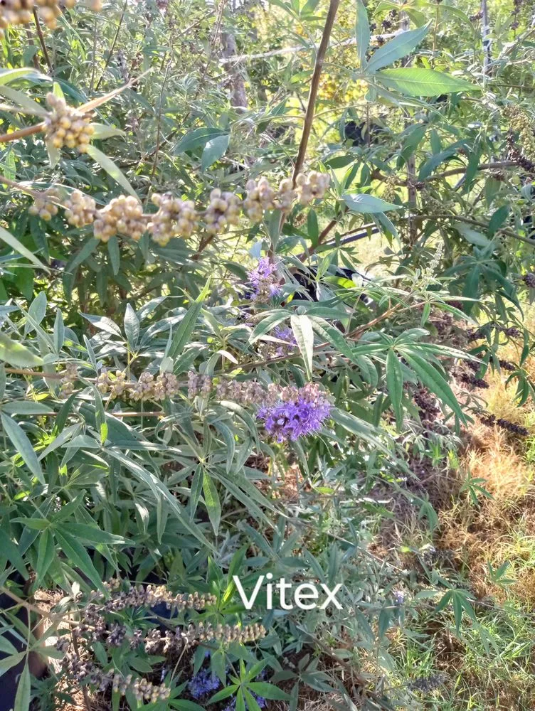 Local residential landscaping in Amarillo, TX by CV & Son's Landscaping