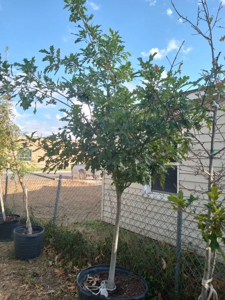 Top-rated residential landscaping for residential properties in Amarillo, TX by CV & Son's Landscaping