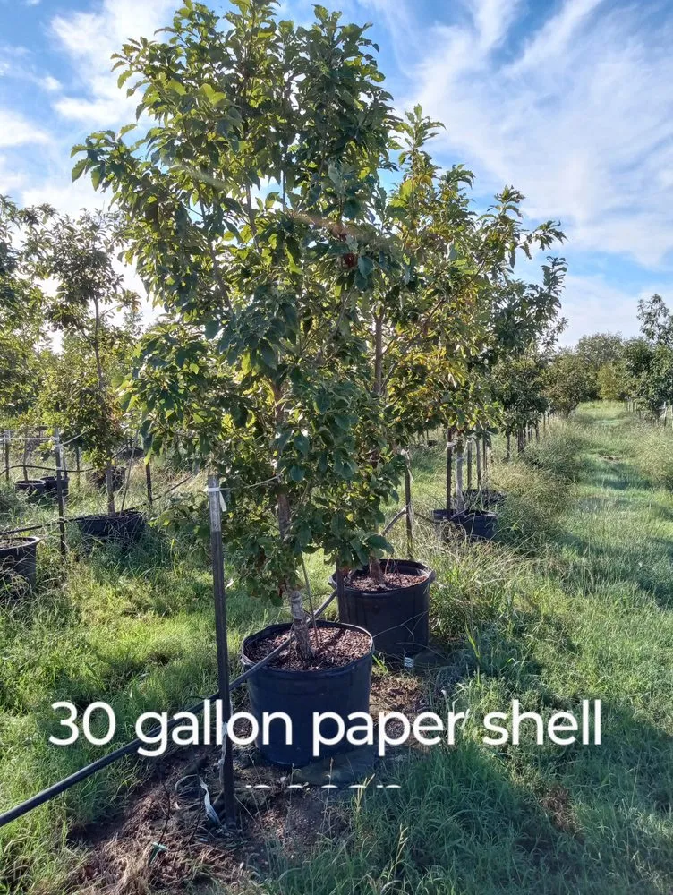 Affordable outdoor landscaping experts serving Amarillo, TX - CV & Son's Landscaping