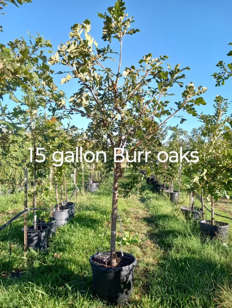 Reliable landscape design in Amarillo, TX - CV & Son's Landscaping