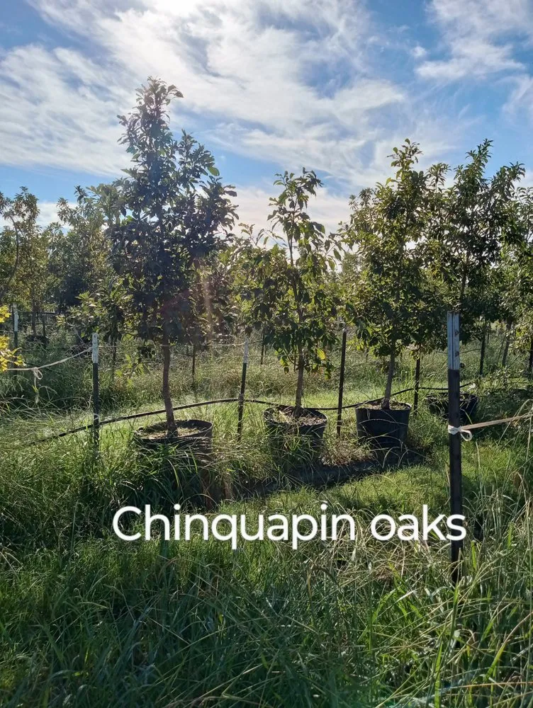 Top-rated landscaping services in Amarillo, TX - CV & Son's Landscaping