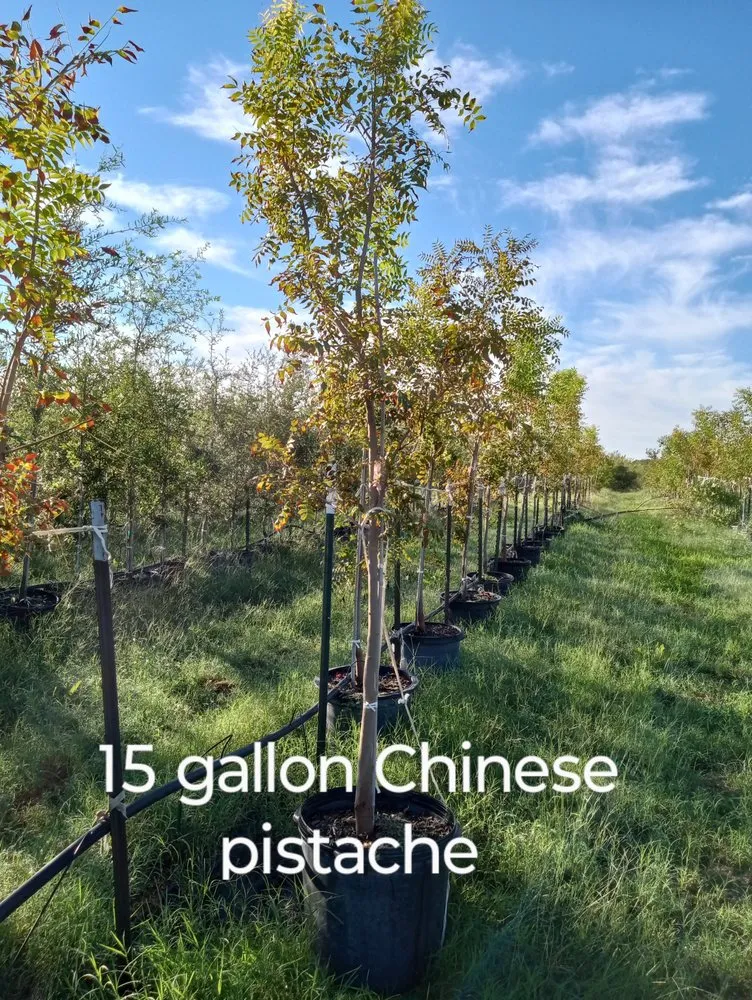 Trusted yard maintenance in Amarillo, TX - CV & Son's Landscaping