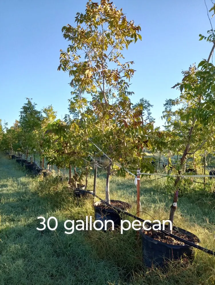 Custom yard cleanup service in Amarillo, TX by CV & Son's Landscaping