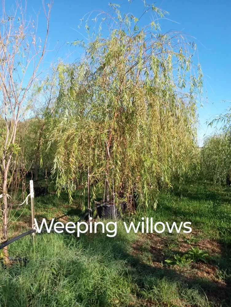 Professional lawn care service experts serving Amarillo, TX - CV & Son's Landscaping