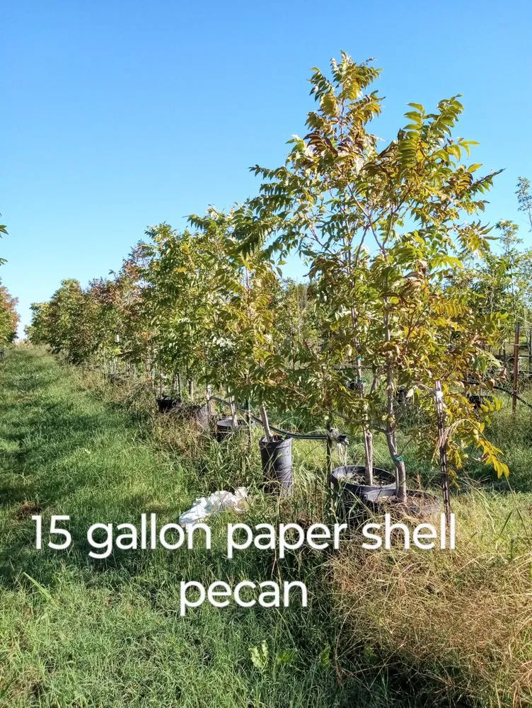 Professional lawn mowing service with custom design across Amarillo, TX - CV & Son's Landscaping