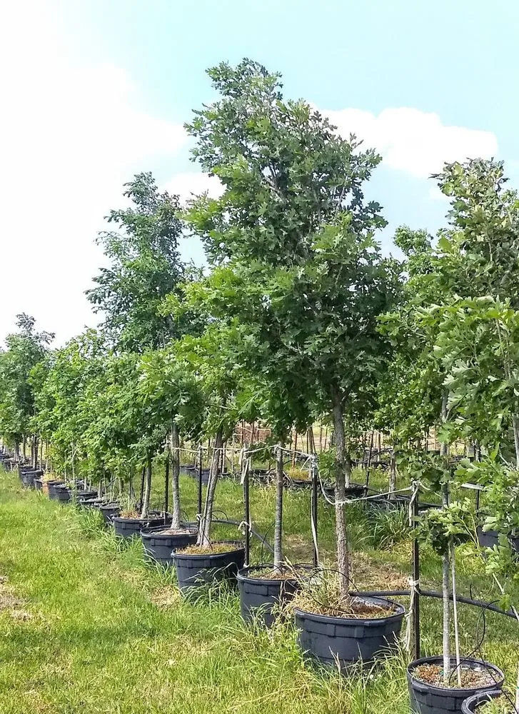 Professional landscape installation in Howardwick, TX - CV & Sons Landscaping