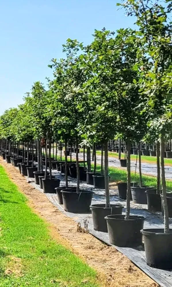 Expert landscape installation in Howardwick, TX - CV & Sons Landscaping