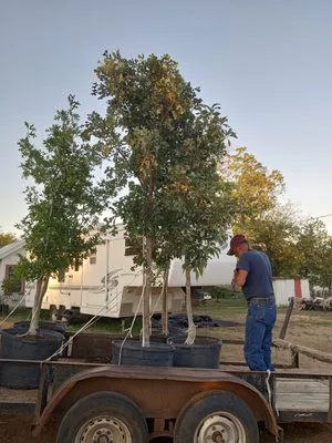 CV & Sons Landscaping
