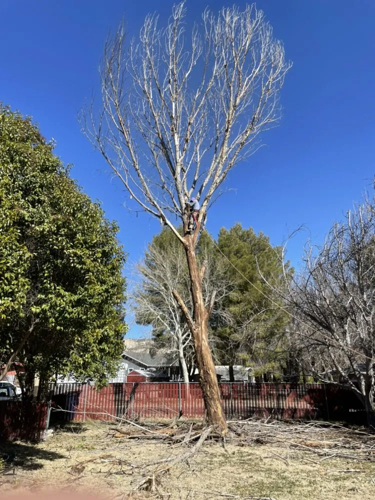 Affordable lawn care service for homes in Rimrock, AZ by CV Landscaping and Masonry