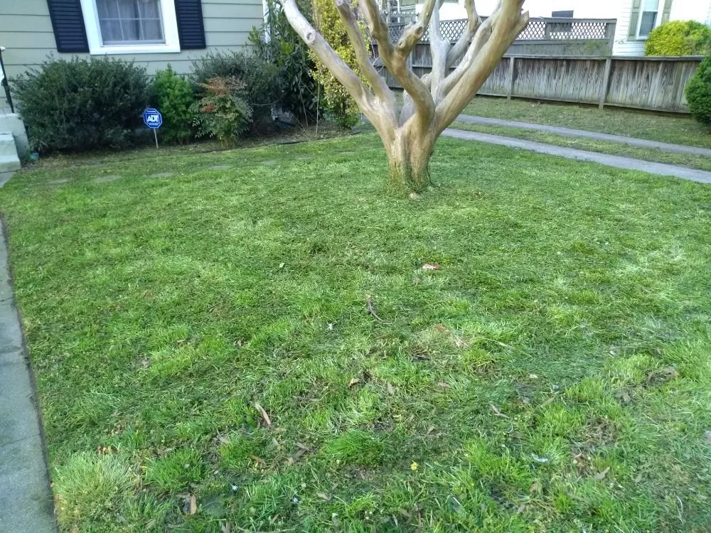 Top-rated yard cleanup service in Sanford, FL by Cv Lawn Maintenance