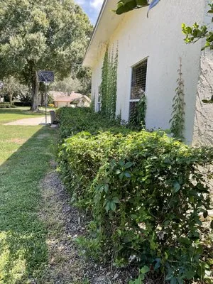 C.Vargas Lawn Maintenance Logo