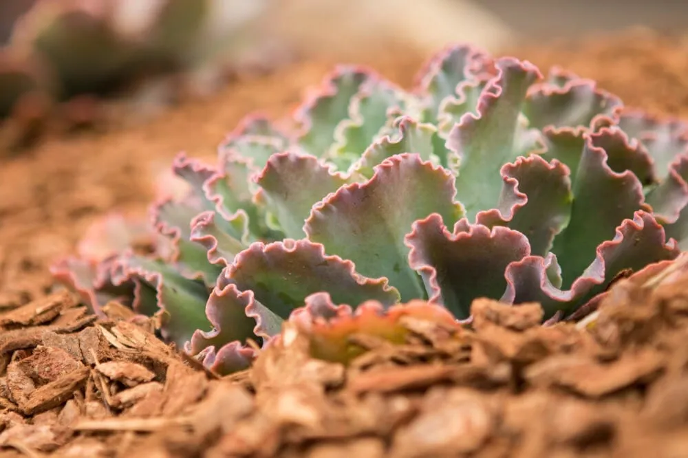 Reliable yard maintenance in Vista, CA by CW Design & Landscape