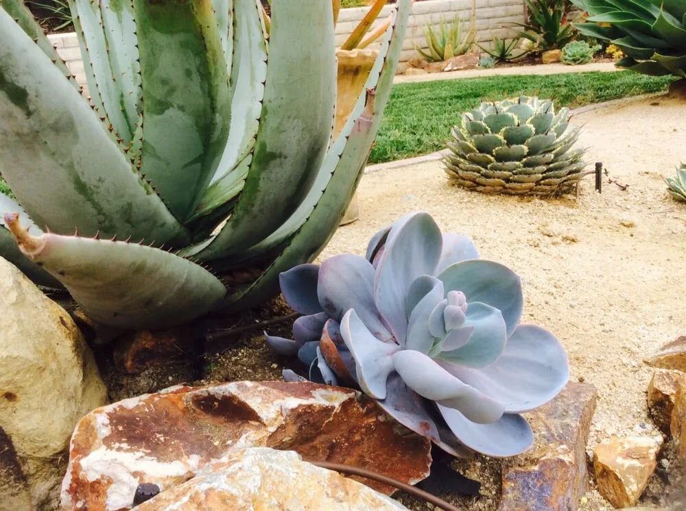 Professional garden landscaping for outdoor upgrades in Vista, CA by CW Design & Landscape