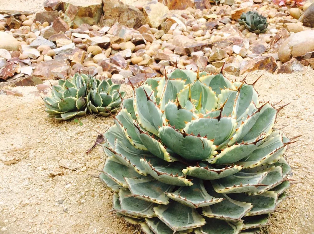 Local lawn mowing service for outdoor upgrades in Vista, CA by CW Design & Landscape