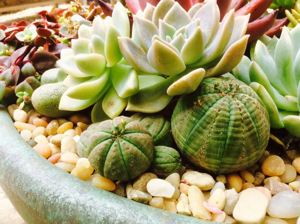 Local outdoor landscaping with custom design across Vista, CA - CW Design & Landscape