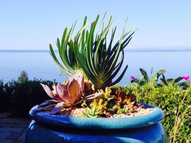 Top-rated lawn care service in Vista, CA - CW Design & Landscape