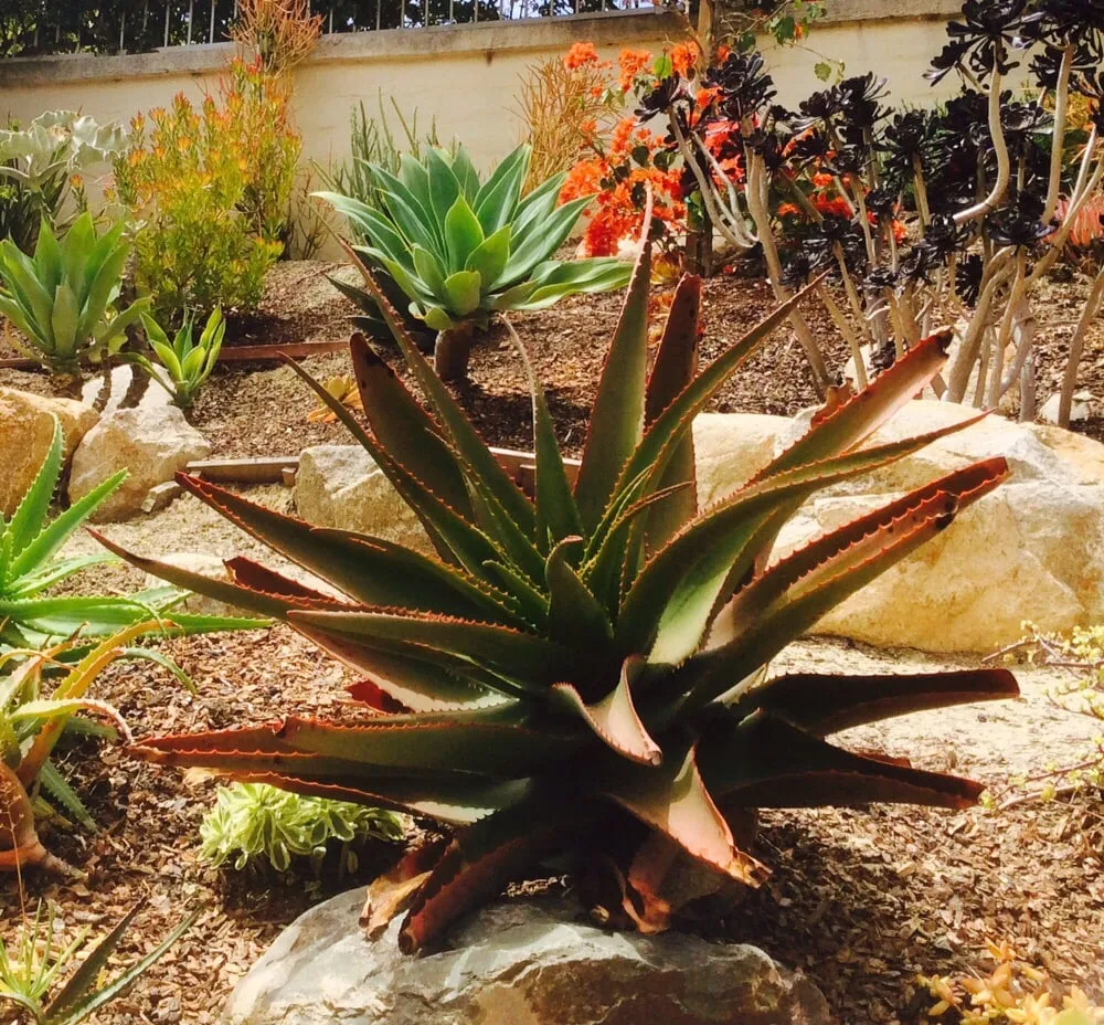 Expert yard cleanup service experts serving Vista, CA - CW Design & Landscape