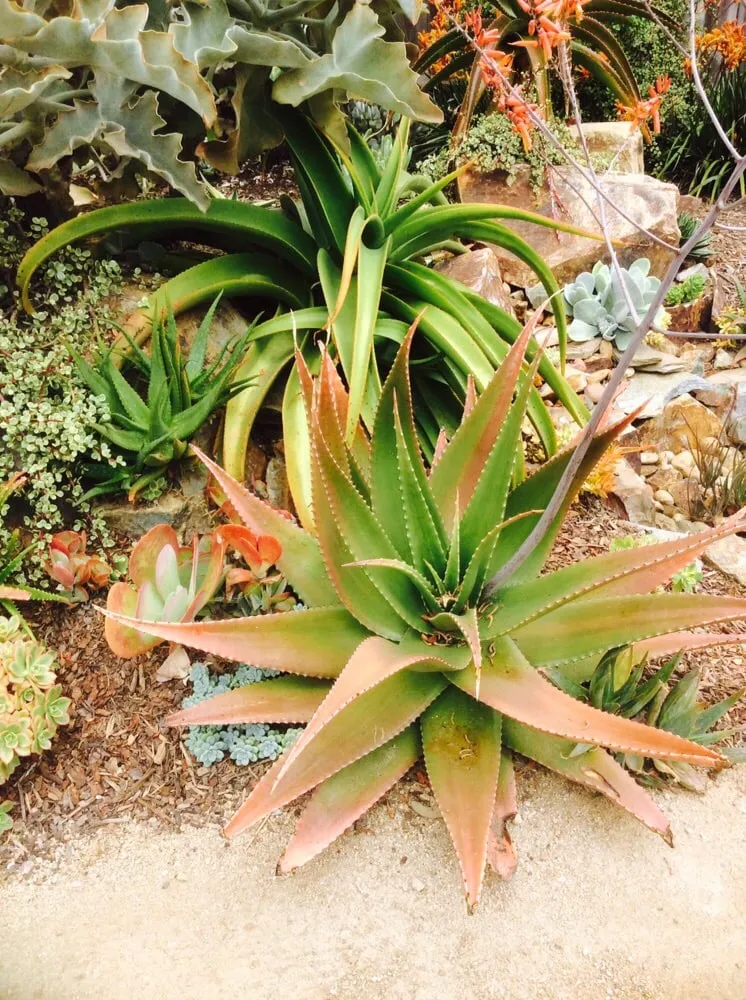 Reliable lawn care service in Vista, CA - CW Design & Landscape