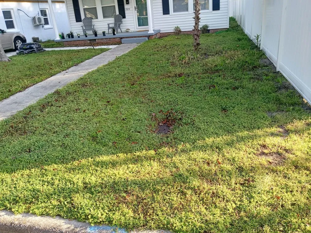 Trusted yard cleanup service in Washington, NC by C&W landscaping