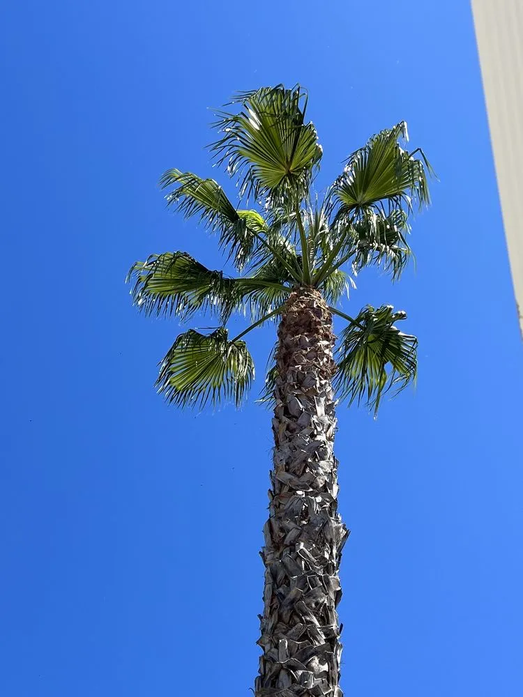 Reliable garden landscaping for year-round maintenance in Martinez, CA by C&W Tree And Landscape