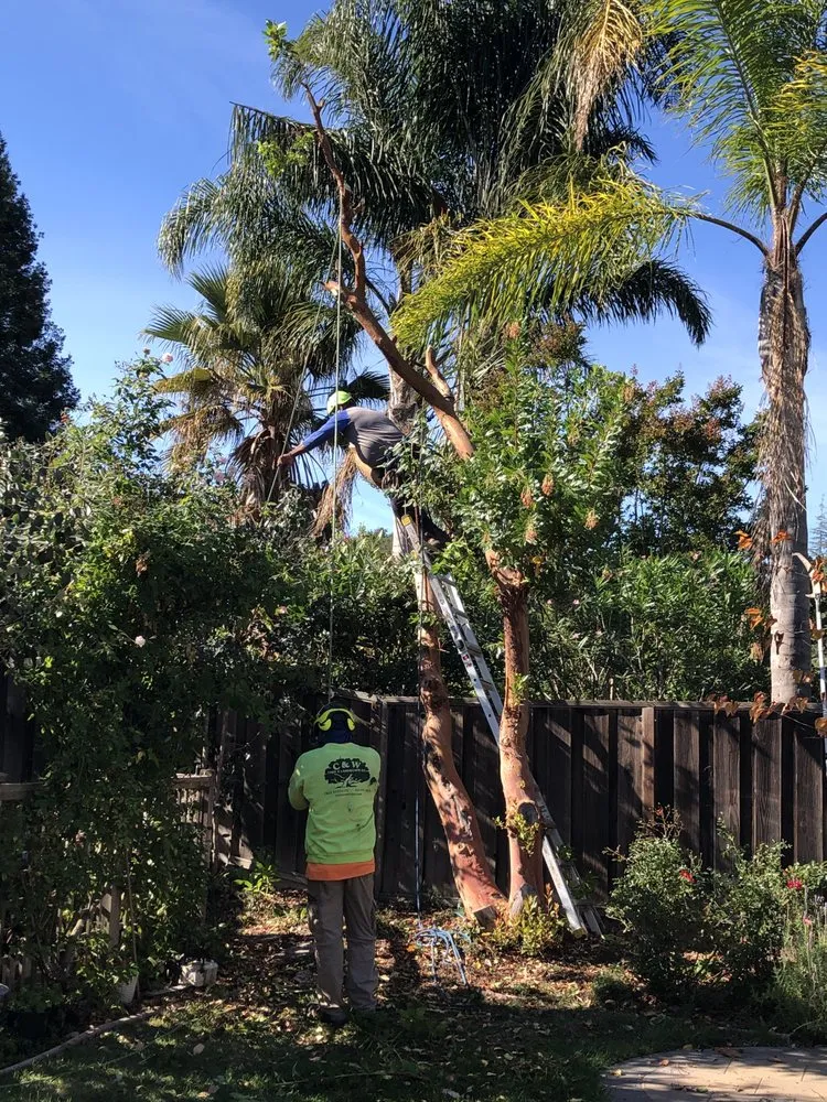 Reliable residential landscaping for homes across Martinez, CA - C&W Tree And Landscape