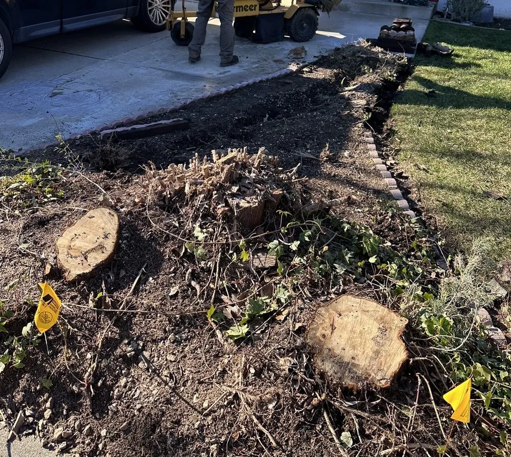 Reliable yard cleanup service in Martinez, CA by C&W Tree And Landscape