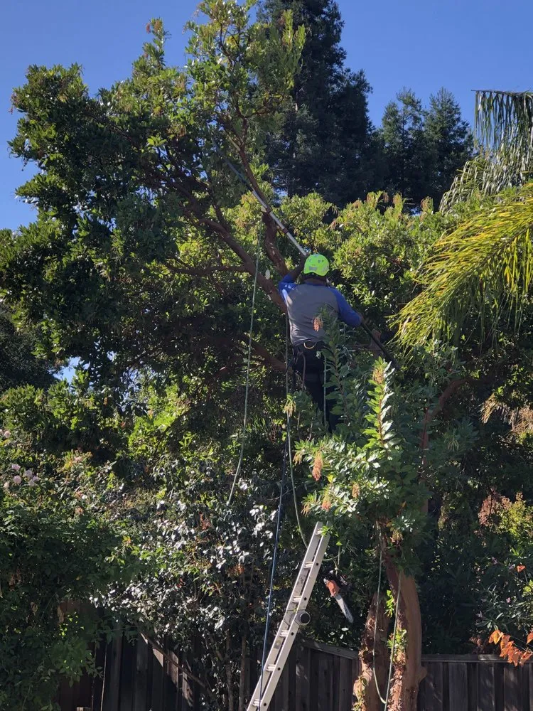 Trusted residential landscaping for residential properties in Martinez, CA by C&W Tree And Landscape